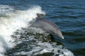 delfin-skakavy.jpg
